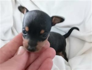 Miniature Pinscher / Bokkie Teacup Puppies