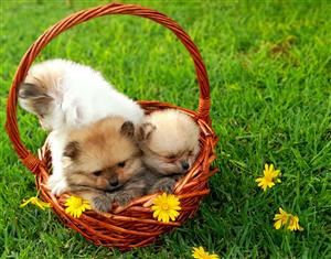 Miniature pomeranian puppies