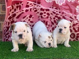 Gorgeous English bulldog puppies available