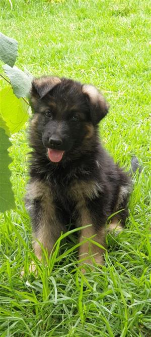 German Shepherd Puppies 