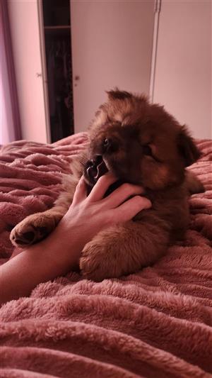 Chow Chow Puppies for Sale