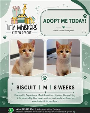 Kittens and Cats for Adoption