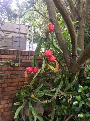 Dragon fruit plants