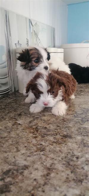 Yorkie Puppies