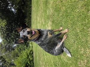 Australian Cattle dog (Blue Heeler) Puppies