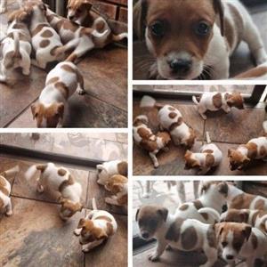 Purebred Short legged  Jack Russell pups for sale.