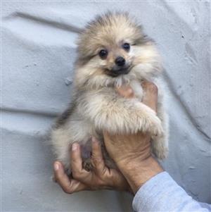 Miniature Toypom puppy  
