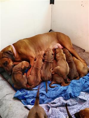 Beautiful Rhodesian Ridgeback puppies 