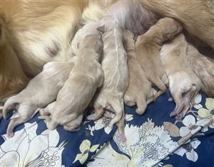 Golden Retriever puppies