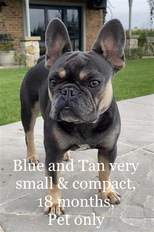 French Bulldog, 18 months, Exotic color, Pet only