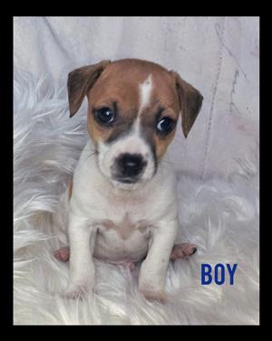 Jack Russel pups