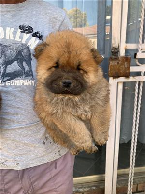 Gorgeous Chow chow puppies available