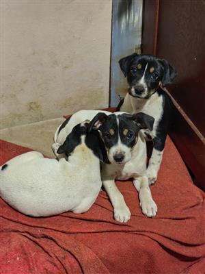 Fox Terrier puppies  