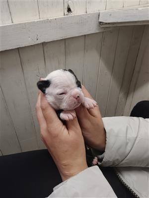 Boston terrier puppies 