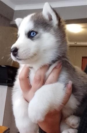 Husky puppies for sale