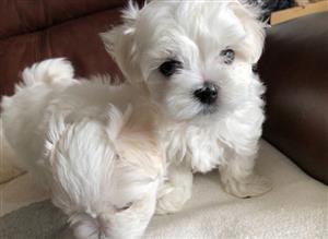Maltese pups