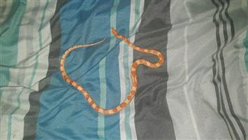 2x Corn Snakes with Cages for Sale 