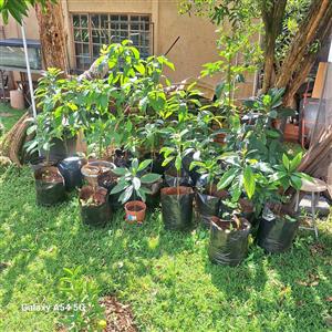 Avo trees