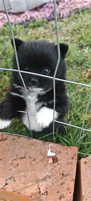 toypom pups