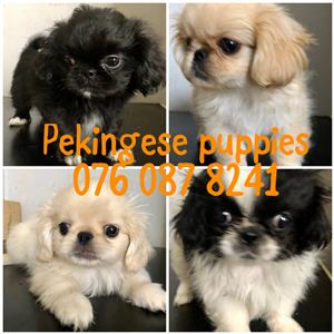 Pekingese Puppies for sale