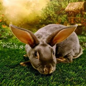 Mini Rex Rabbit 