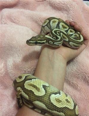 Ball python for sale