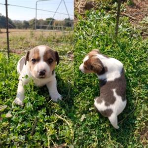 Jack Russell x Beagle puppy for sale