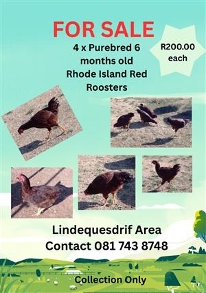 Purebred Rhode Island Red Roosters 6 months old