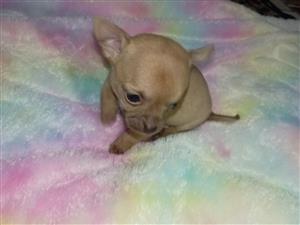 Chihuahua puppies