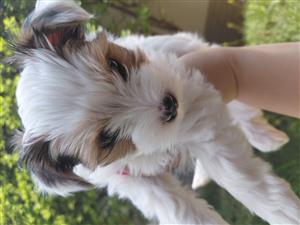 Yorkie female