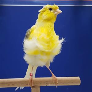 Canaries frills 10 months and older