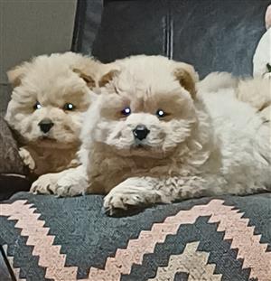 Chow Chow puppies 