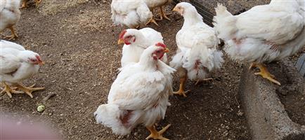 Broiler hens for sale