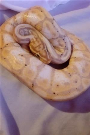 2 year old male ball phyton with cage