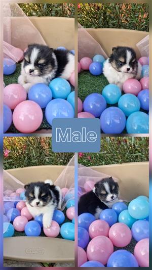 Purebred Mini Pomeranians