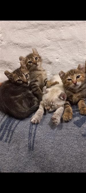 Pure Bred American Curl Kittens for sale