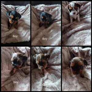 puppies yorkies for sale 