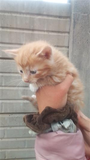 Adorable baby kittens up for sale 
