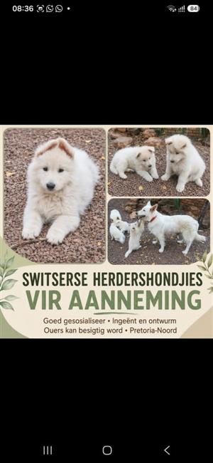 white swiss shepherd puppies