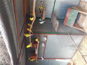 Budgies for sale