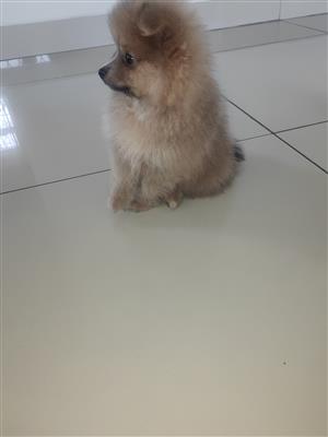 Hi guys i have a toypom for sale his 2 months. Very playful...all injections in 