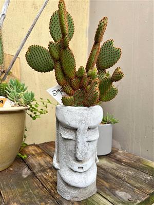 Head planter pot with a cactus