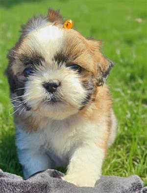 Shih-tzu puppies