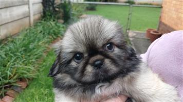 Pekingese puppies
