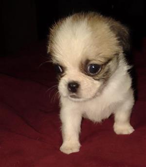 8weeks female Pekingese puppy looking for a beautiful home 