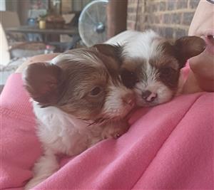 Biewer Yorkies
