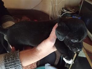 Miniature dachshund cross pekenise puppies.