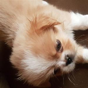 small type Pekingese pups