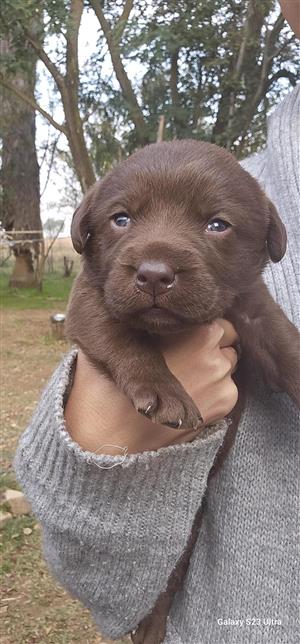 Labrador puppies 
