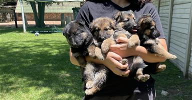 Pure breed german shepherd pups